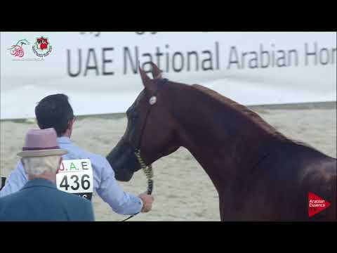 N 436 FAYADH AL BIDAYER   UAE Nationals 2019