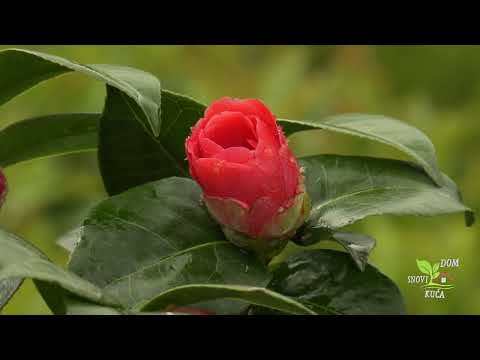 KAMELIJE - SAVJETI KAKO SE GAJE