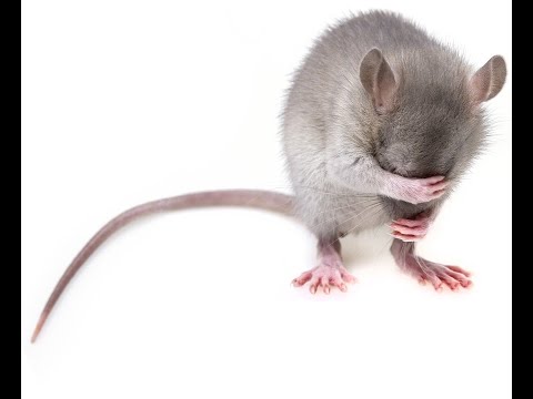 Flowers for Algernon by Daniel Keyes Audiobook