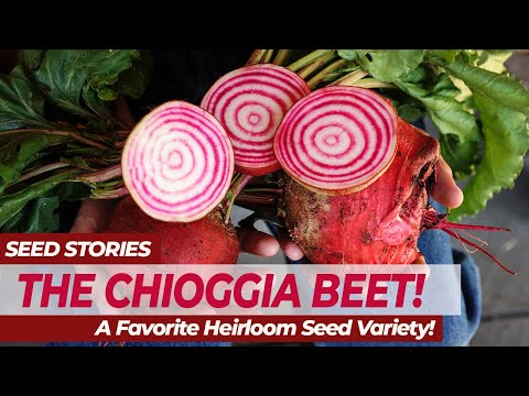 , title : 'SEED STORIES | The CHIOGGIA BEET! A Favorite Heirloom Seed Variety!'