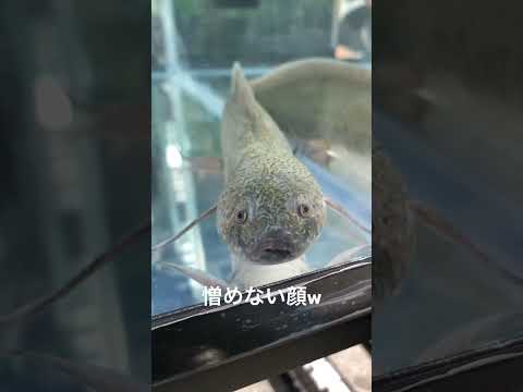 IUCN分類における絶滅の危険性を示す図。