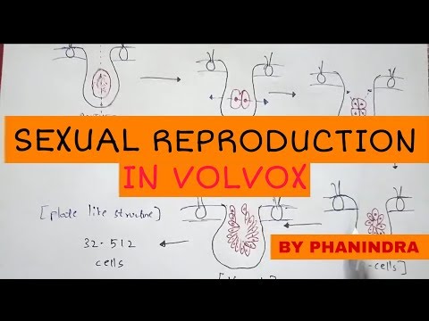 GLYCOLYSIS OR EMP PATHWAY BY PHANINDRA GUPTHA
