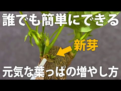 金のなる木 施肥 パキラ 水やり 肥料 黄色い葉