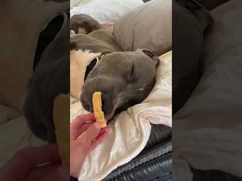 #funny #dogs #pet #dogscats #dog#doglover#doglife