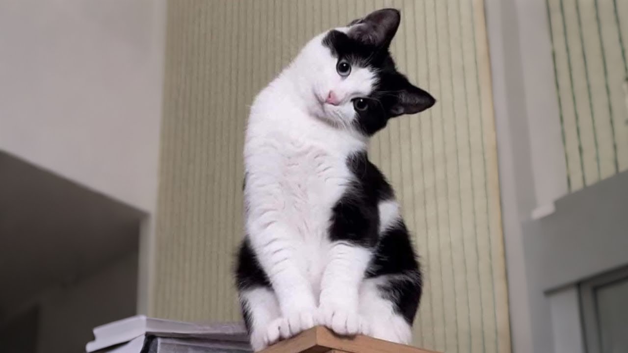 Cats Cute Overload | BEST Compilation