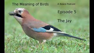 Download lagu The Jay - The Meaning of Birds episode 5 mp3