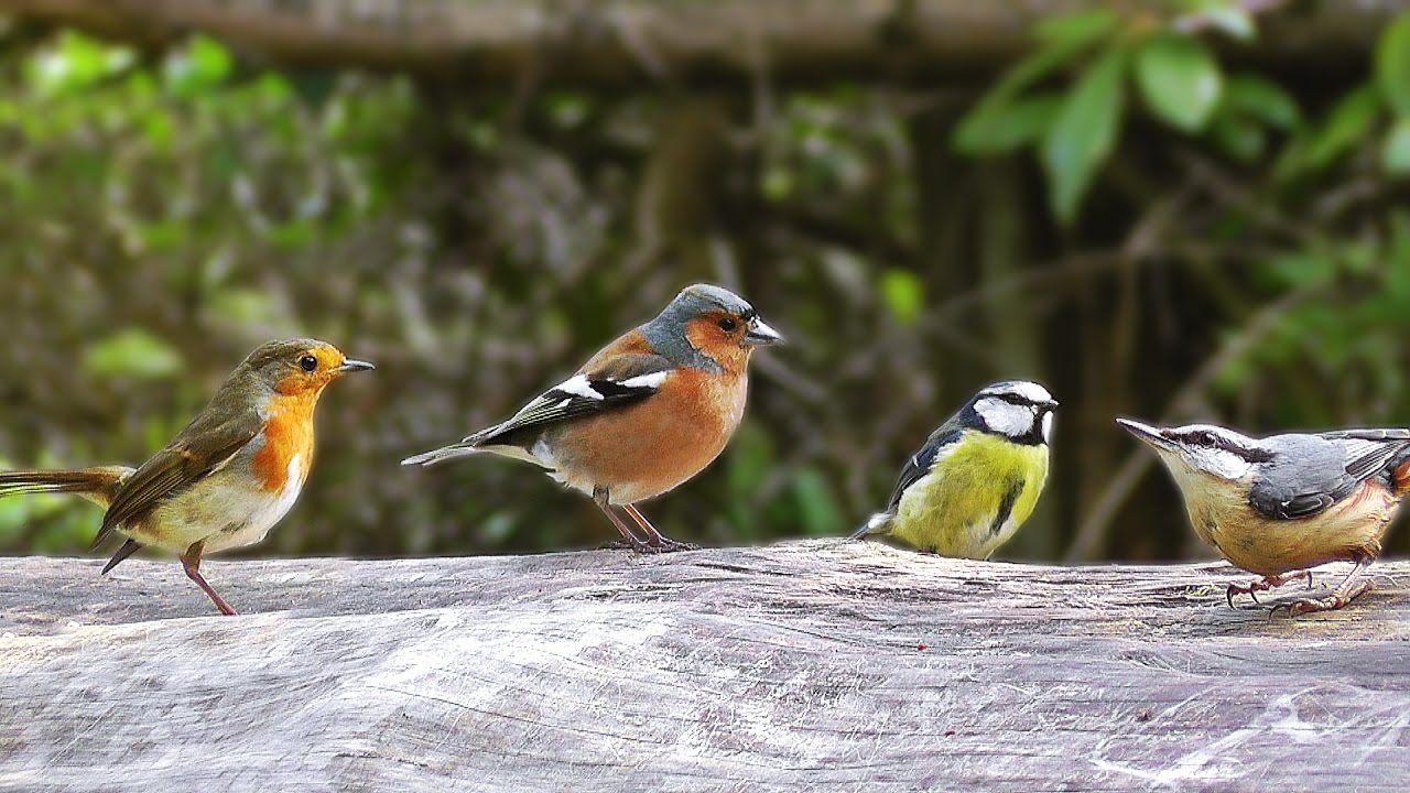 Cat Games : A Video for Cats to Watch Birds