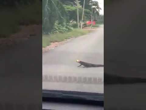 Malaysian Man Removes Sardine Can Stuck On Monitor Lizard's Nose