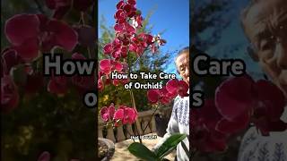 How to Grow & Take Care of Orchids #flowers #plants #gardening #bonsai #shorts #howto