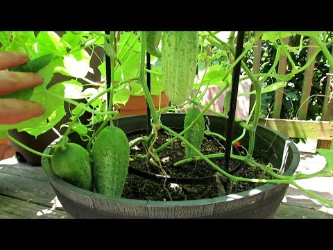 , title : '5+ Tips for Growing Cucumbers in Containers: Epsom Salt, Feeding, Dusts, Sprays & More'