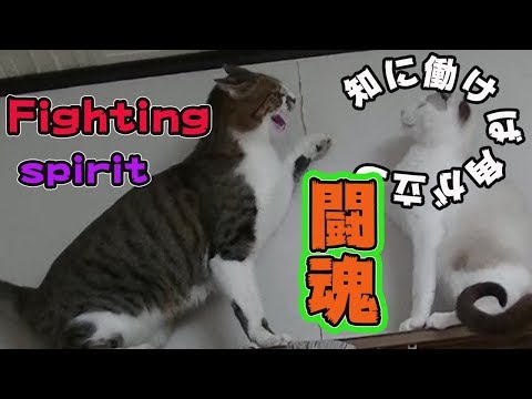 【観覧注意！】ケンカして帰ってきたトゥリヤ cat came back after fighting