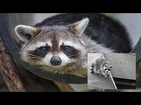 Teenager and Toddler Contract Parasite Spread by Exposure to Raccoon Feces