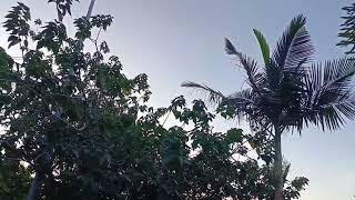 Our morning walk Kay ward Lola every morning before 6 back & fort dito@lolakidsmixtv5957