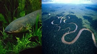 Electric Eels attack Animals of Amazon | Most Amazing Animal Attacks |  Electric Eel