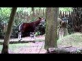 Okapi In Disney S Animal Kingdom