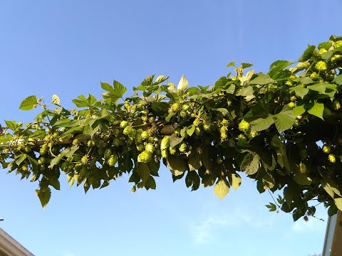 Brew Day - Fresh Hopped English Pale Ale