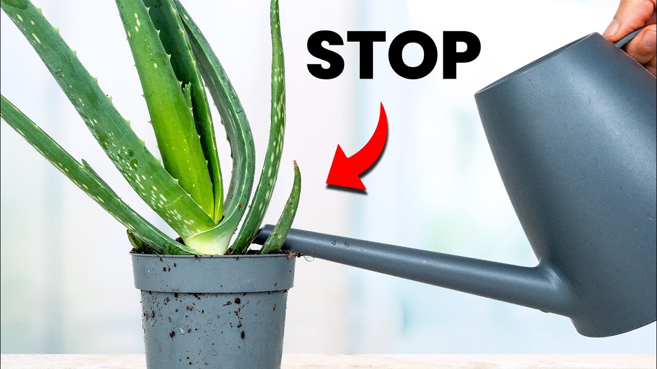 I Stopped Killing Aloe Vera Once I Knew This