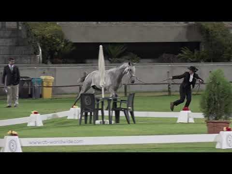 Neptuno das faias no FICPSL 2019