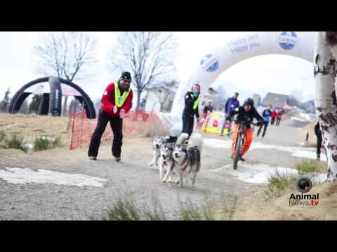 Winter Winner 2017 - Malamute Day 2017 - Highlights