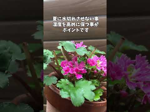 日当たりの良い鉢植え：熱波に強い13種からお選びください  庭園