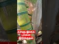 தென்னங்கள்ளு இரக்குவது எப்படி Coconut Kallu Yo