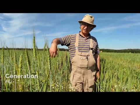 Die Getreideschule: Weizenzüchtung von F1 bis F7