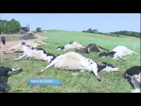 , title : 'Raio mata 14 vacas de rebanho no interior de Santa Catarina'