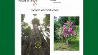 Seedless Vascular Plants (ferns)