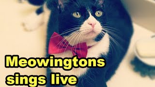 2448 (vocal) - deadmau5 @ Twitch 02/09/16