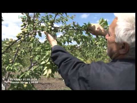 Kajsiju svako sadi ali ne znaci da je svako bere - u Cacku samo strahuju od grada