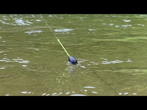 Pecanje KRUPNOG Klena na plovak - MASLAR-UBITACAN MAMAC