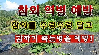 [텃밭농부2,000]  장마 후 참외 역병을 방지하는 뿌리소독 방법. #참외재배