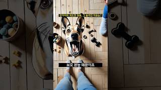 강아지의 과도한 짖음, 그 숨겨진 이유는?