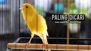 Download lagu kenari gacor panjang AMPUH buat pancingan kenari dan masteran kenari paud belajar bunyi NYAUT gacor mp3 Download lagu kenari gacor panjang AMPUH buat pancingan kenari dan masteran kenari paud belajar bunyi NYAUT gacor mp3