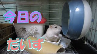 だいず(1F)ジャンガリアンハムスター