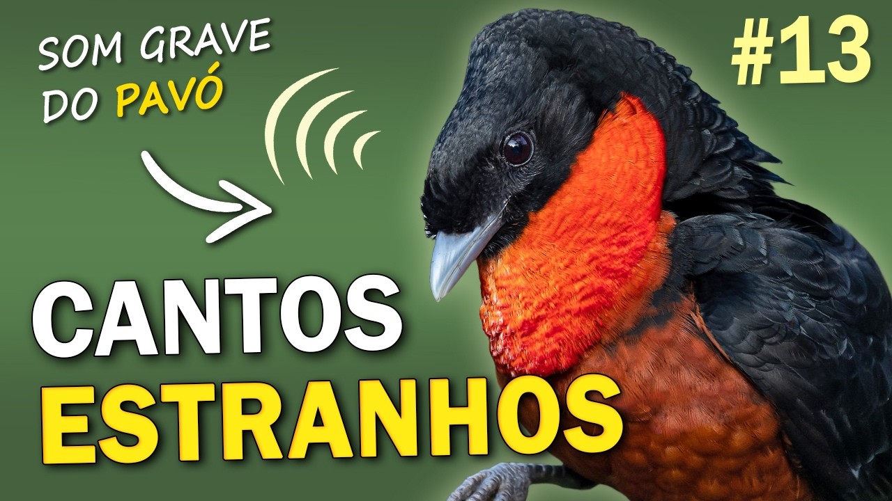 AVES com CANTOS ESTRANHOS #13 | Pássaros brasileiros com vocalizações intrigantes e curiosas!