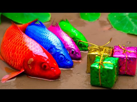 Stop Motion in Mud Golden Koi Fish Rescue Carp From Prison Eel, Crab,Catfish - Mud Survival Coco
