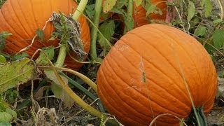 Planting Pumpkins July 2012