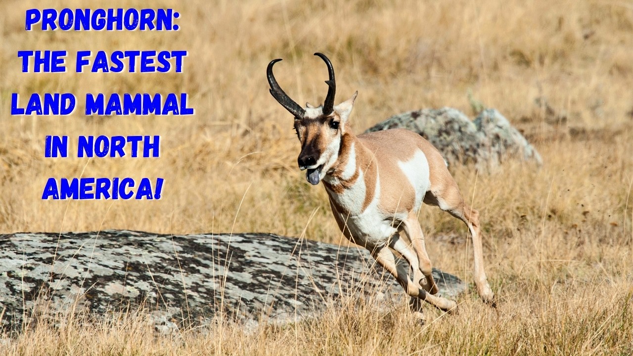 Pronghorns: The Fastest Land Mammal in North America!