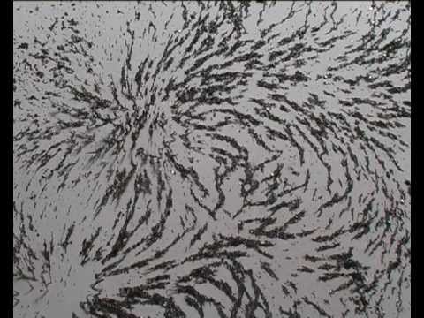 Andrej Haršány - Conformist's Dance