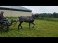 Greenbank Hollow Elegance Ellie Reg Morgan Mare