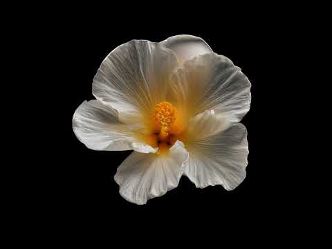 Stick Figure – Dub Style Blues