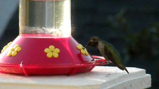 Victoria British Columbia  Humming Bird at our feeder