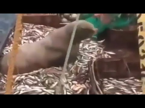 IOV - | Look Whom They Got |