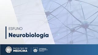Sistemas motores (Parte 2) - Neurobiología