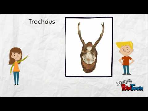 Gedichte - Metren erkennen