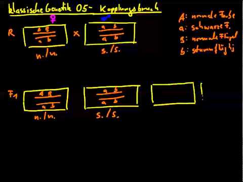 klassische Genetik 05 - Kopplungsbruch