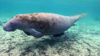 Freshwater Nirvana - Florida Springs Diving