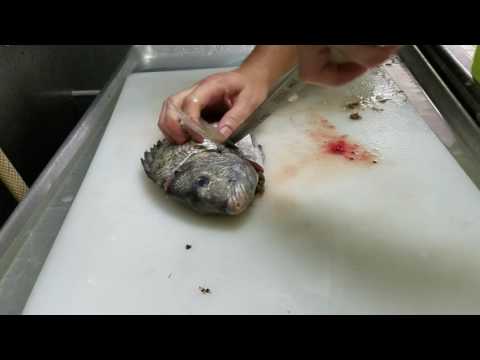 How to Butterfly a fish- Sheepshead thumbnail