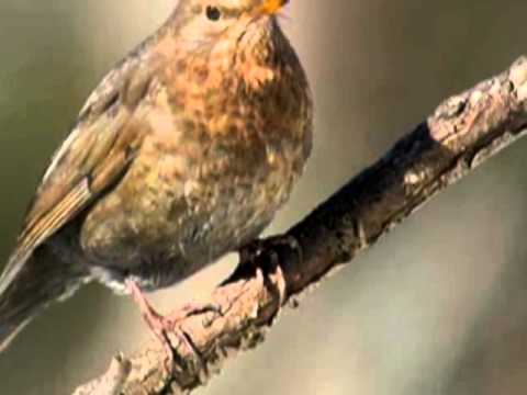 Bertrand Gosselin - Hymne aux oiseaux